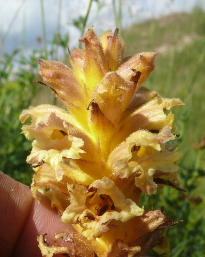 Orobanche lutea