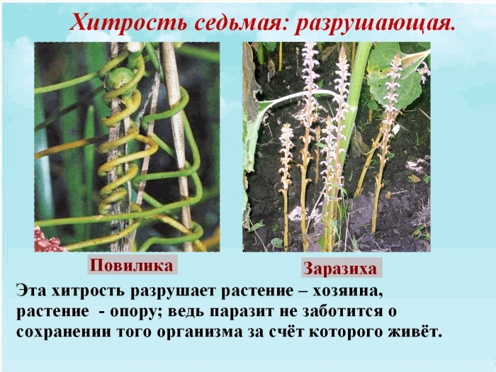Заразиха растение паразит