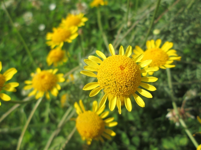 Антемис пупавка красильная