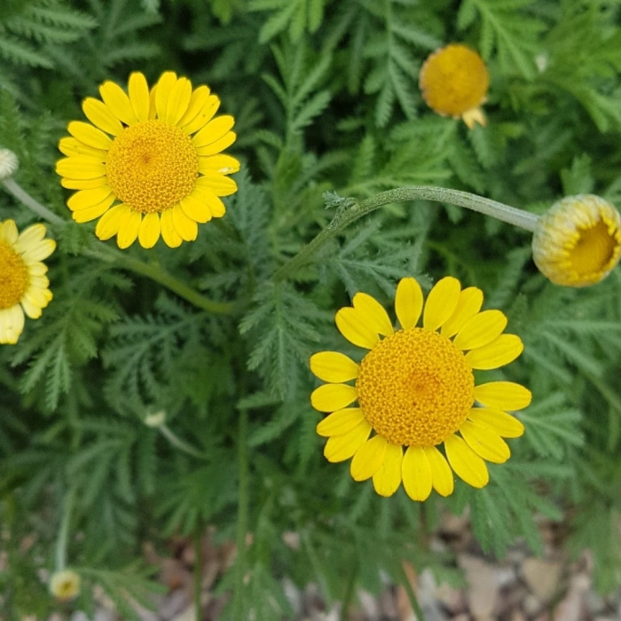 Anthemis tinctoria