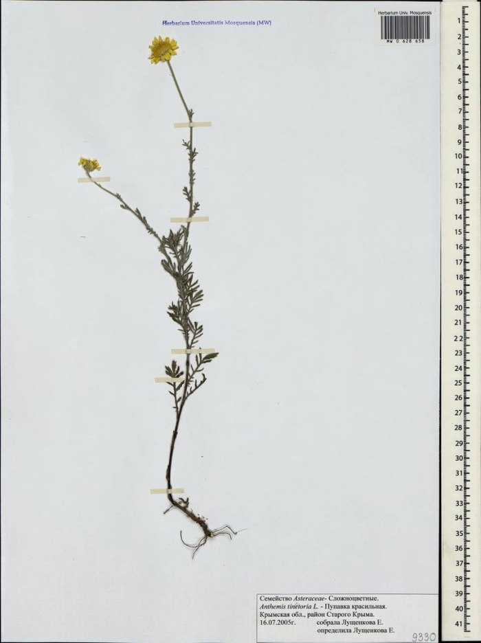 Пупавка красильная гербарий