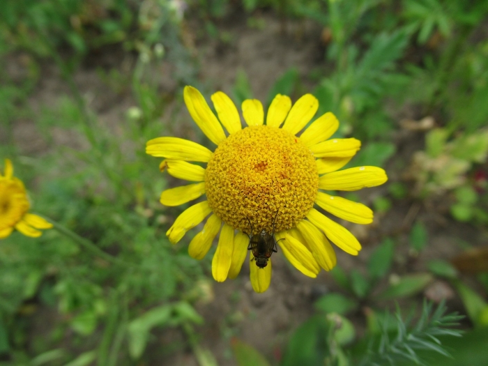 Пупавка красильная