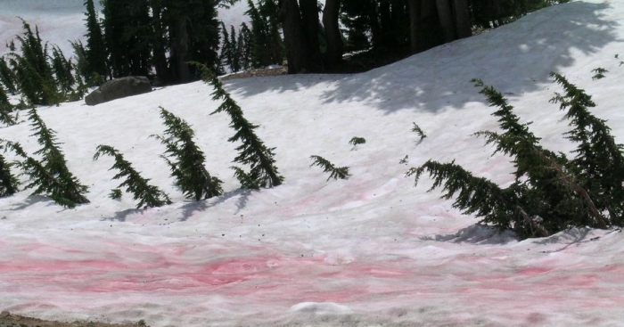 Арбузный снег