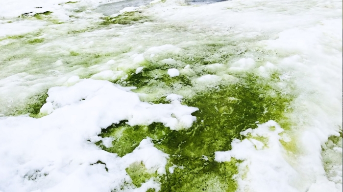 Антарктида зеленая