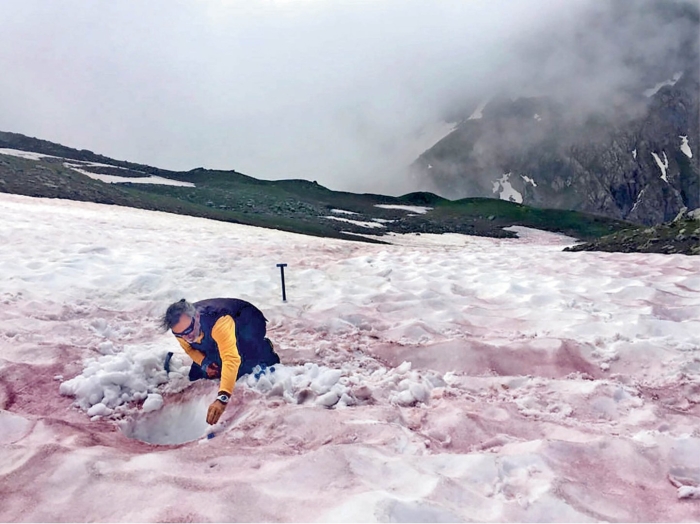 Красный снег хламидомонада