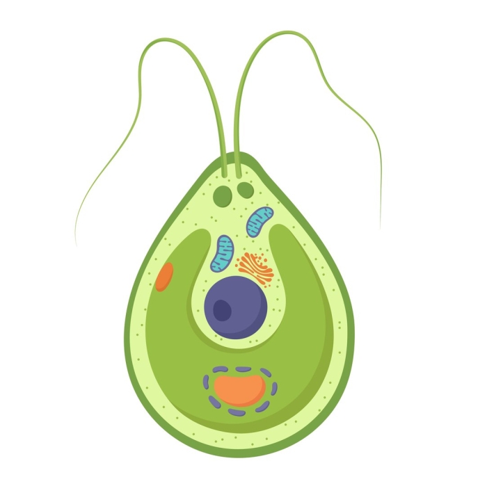 Стигма у хламидомонады