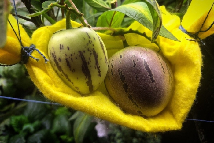 Пепино консуэло