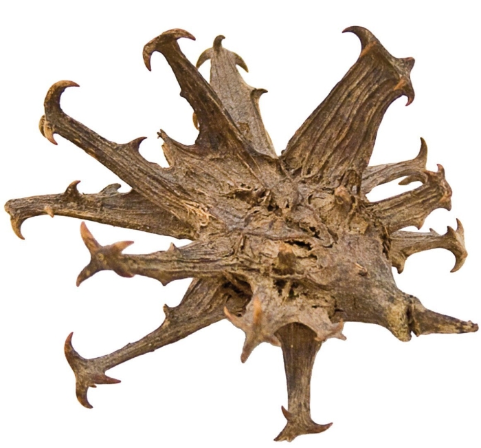 Мартиния душистая коготь дьявола