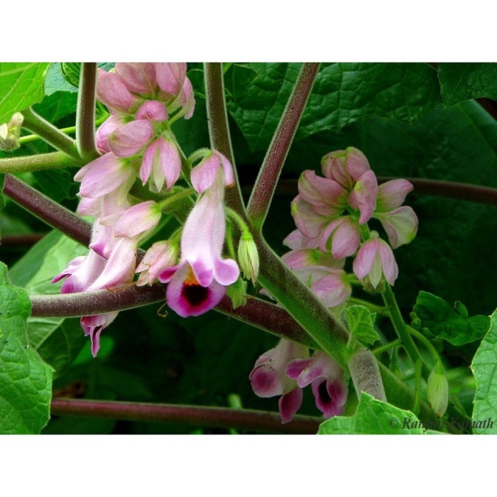 Мартиния душистая