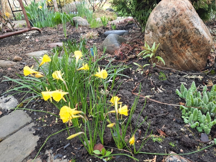 Нарциссы в саду