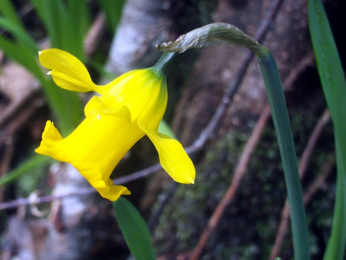 Narcissus pseudonarcissus