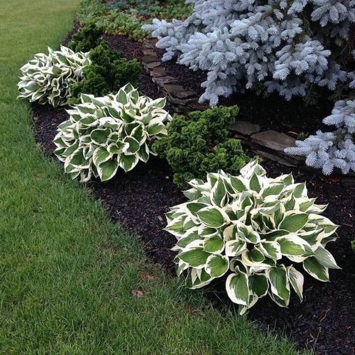 Хоста альбомаргината