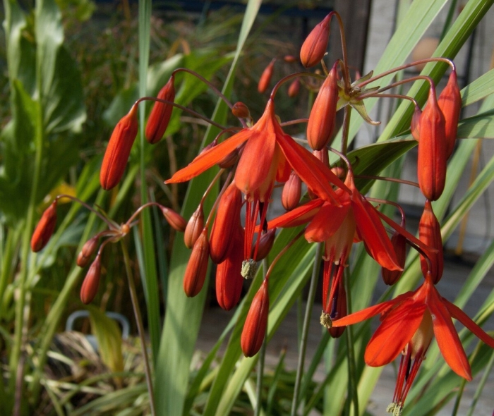 Бессера элеганс