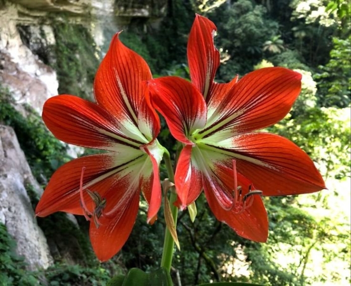 Амариллис (гиппеаструм) белладонна