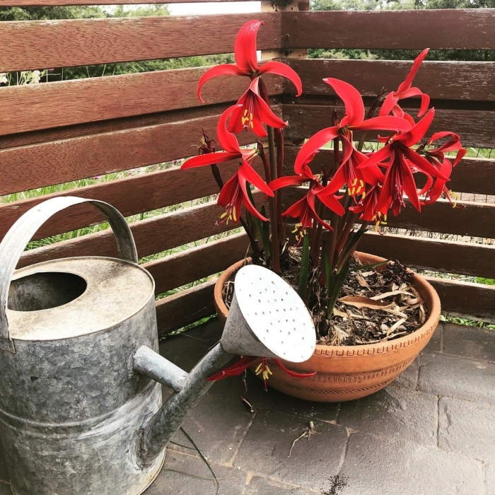 Шпрекелия формосисия