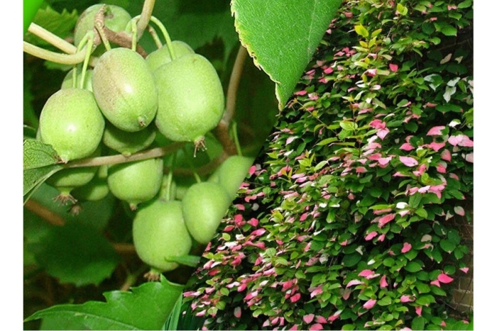 Актинидия коломикта изобильная