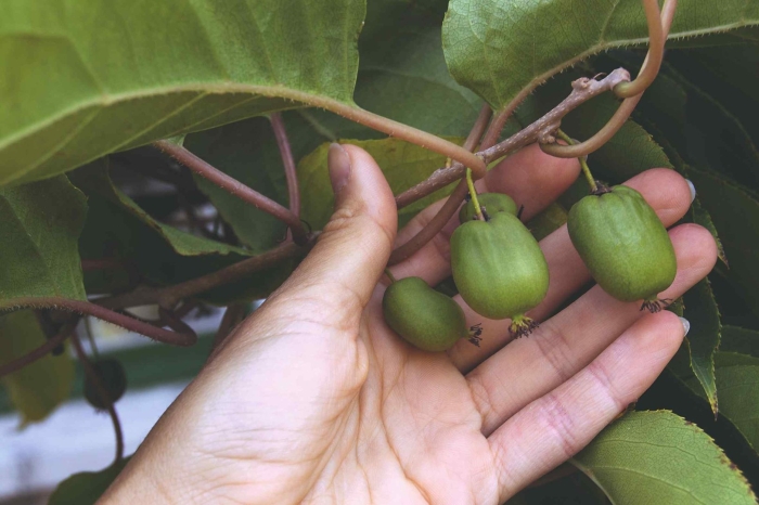 Актинидии аргута