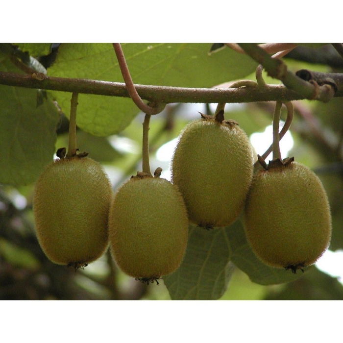 Актинидия деликатесная боскоп