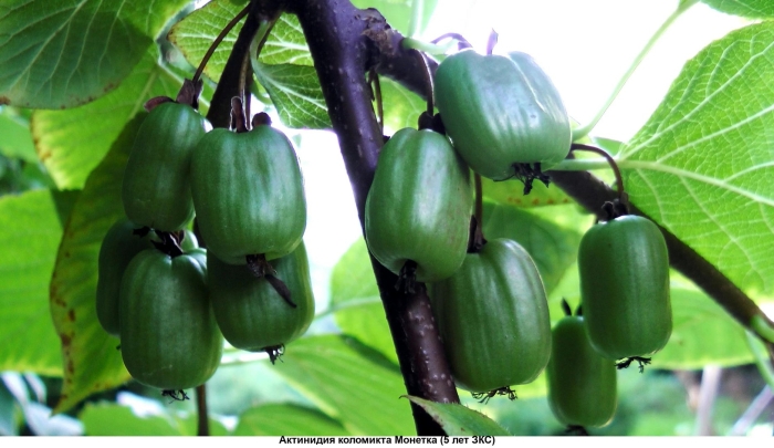 Актинидия коломикта доктор шимановски