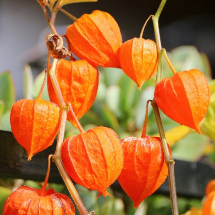 Физалис оранжевый фонарик