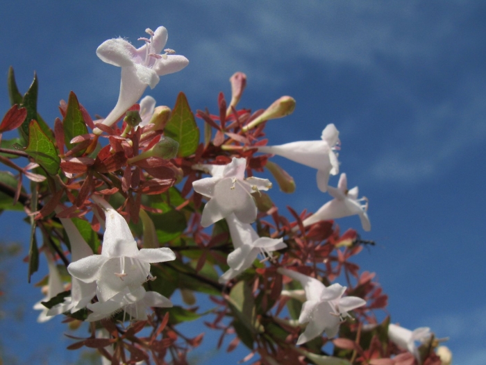 Abelia grandiflora