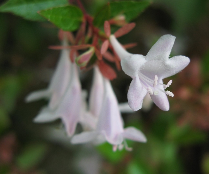 Абелия грандифлора