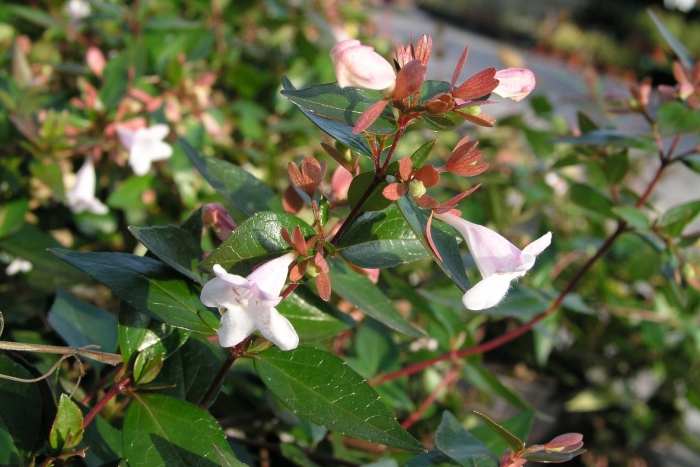 Abelia chinensis
