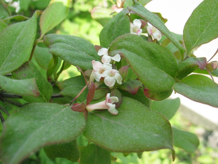 Abelia mosanensis