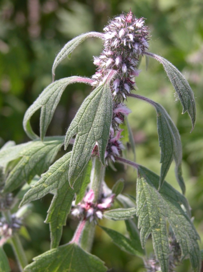 Пустырник пятилопастный (leonurus quinquelobatus)