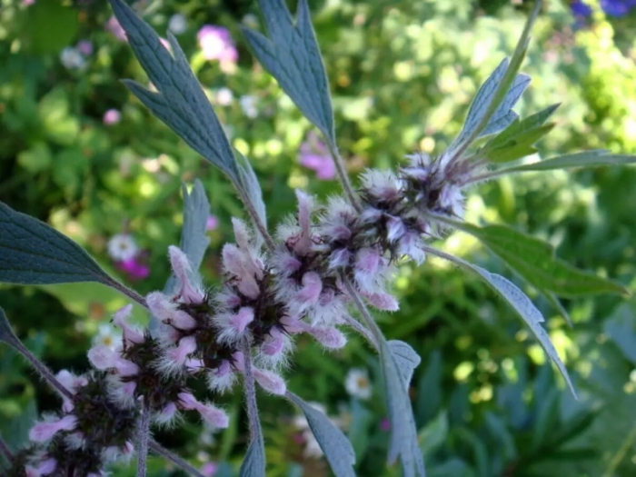 Пустырник (leonurus)