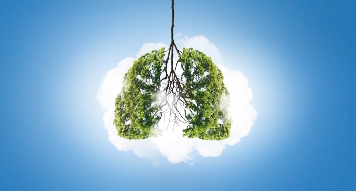 Деревья легкие планеты