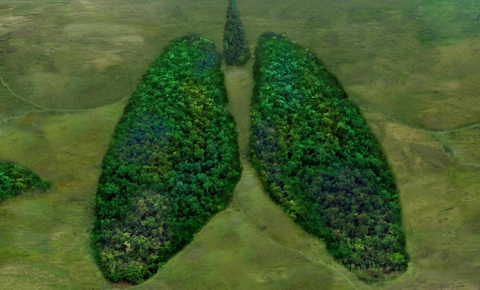 Лес легкие планеты