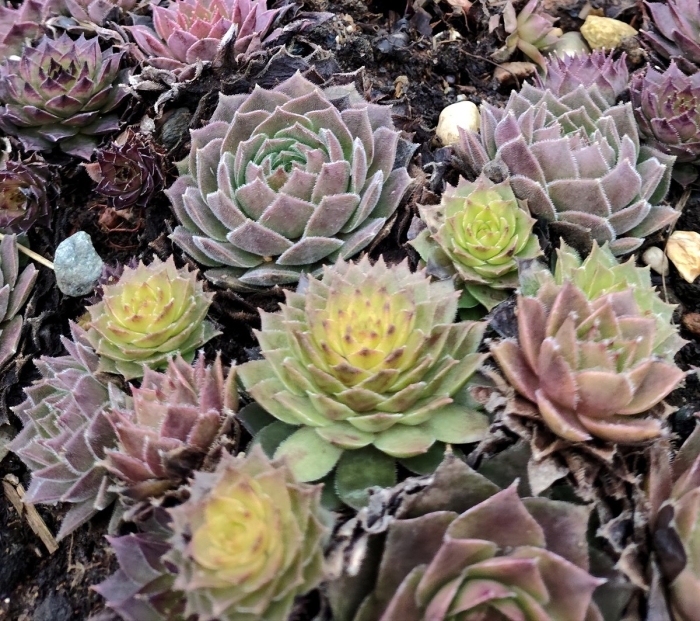 Молодило каменная роза