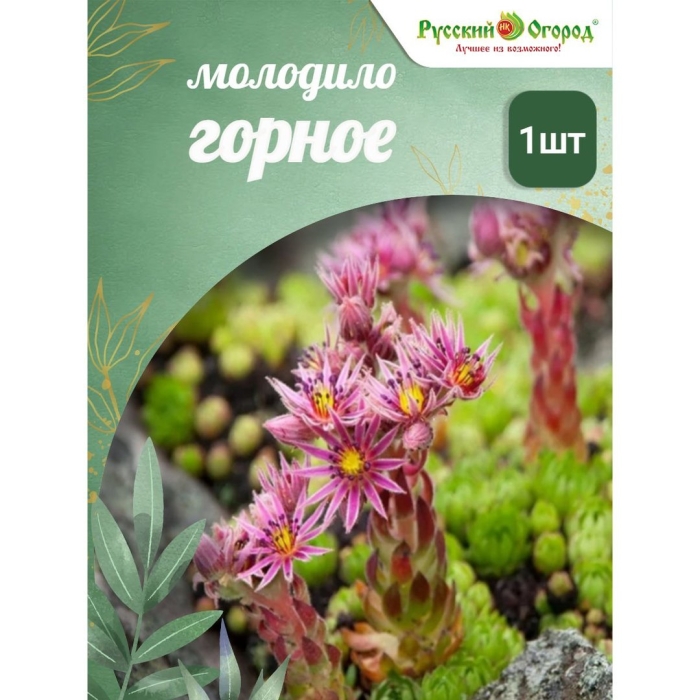 Горные растения