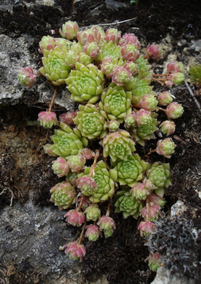 Молодило — sempervivum soboliferum