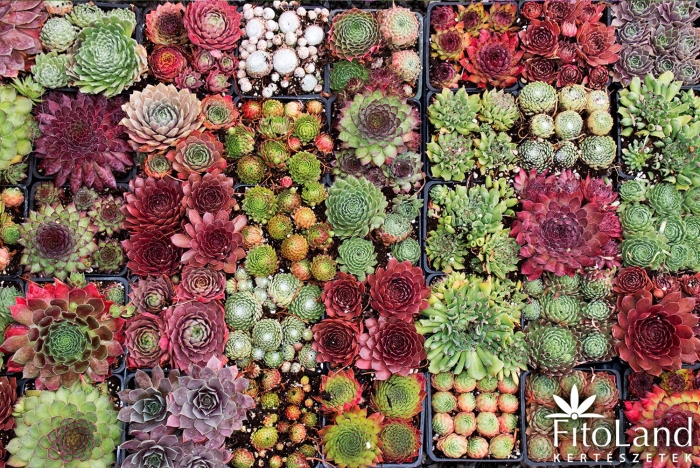 Суккуленты молодило каменная роза