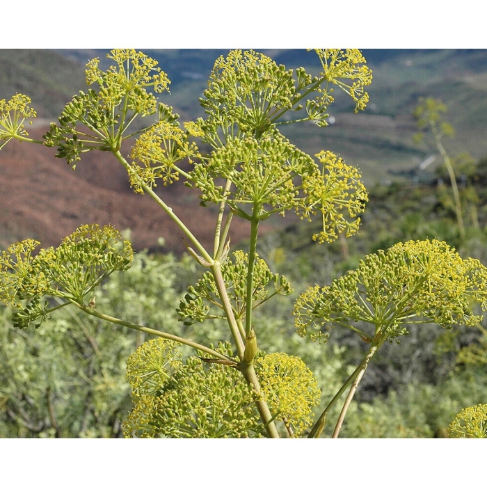 Ферула асафетида