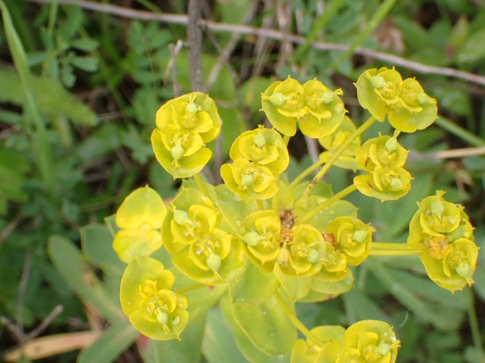 Молочай кипарисовый euphorbia cyparissias