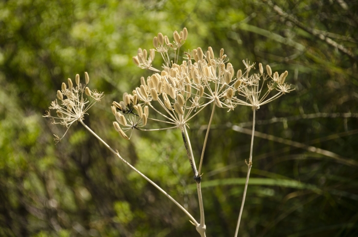 Семена борщевика сосновского
