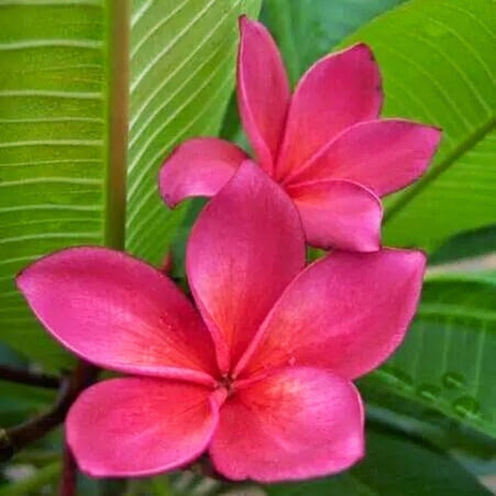 Плюмерия рубра