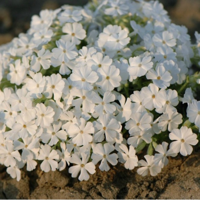 Флокс шиловидный white delight