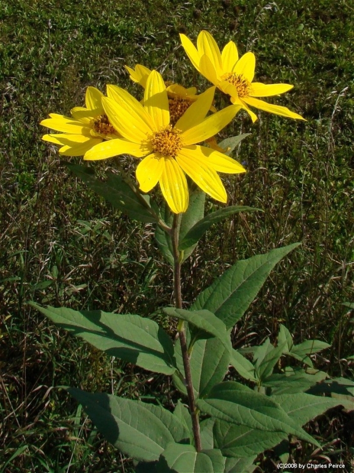 Helianthus tuberosus топинамбур