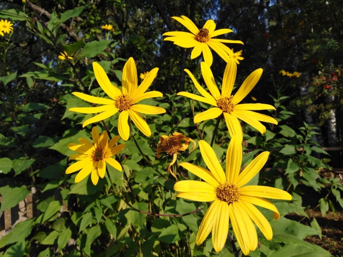 Helianthus tuberosus