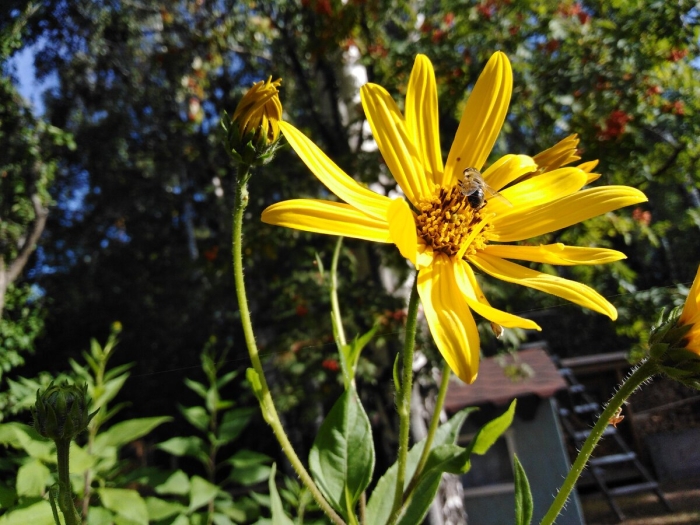 Земляная груша топинамбур