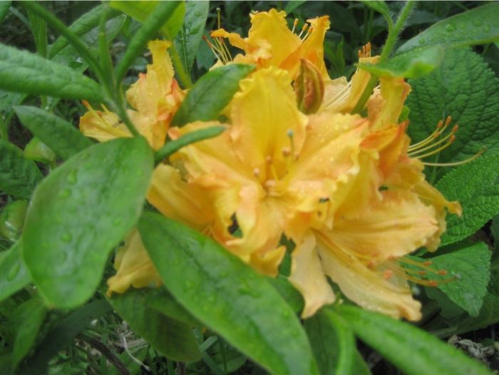 Рододендрон листопадный голден лайтс