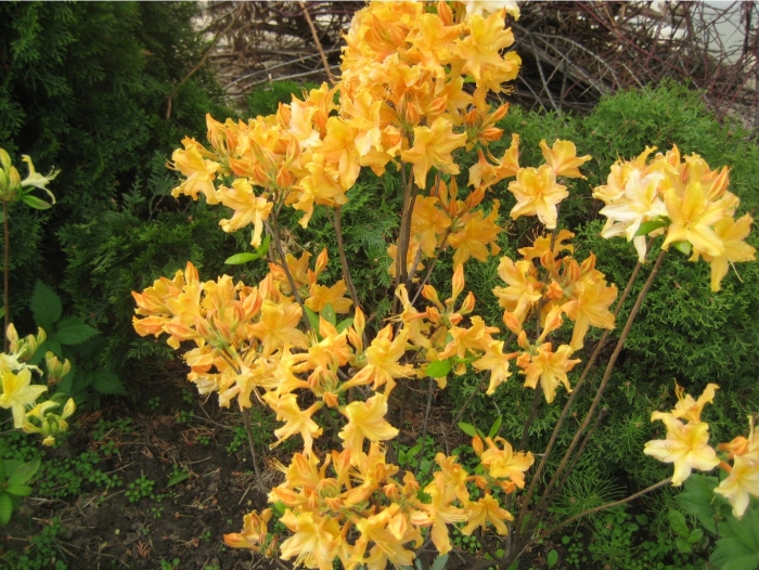 Азалия голден лайтс