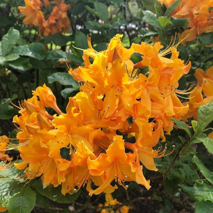 Рододендрон листопадный азалия