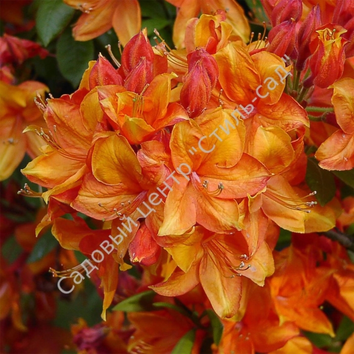 Азалия листопадная глоуинг эмберс