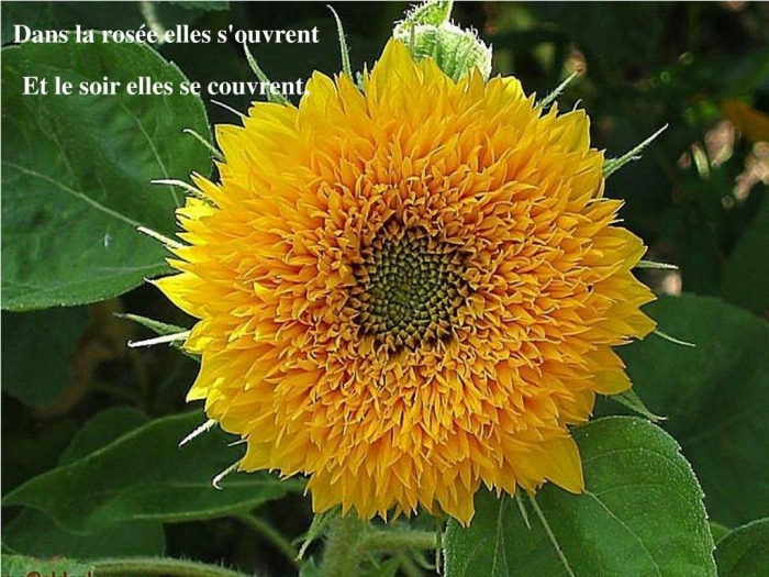 Подсолнечник махровый санголд