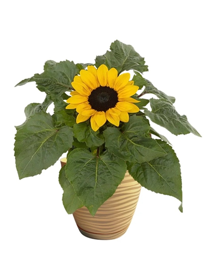 Helianthus sensation